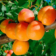 Саженцы яблони и других плодовых деревьев из питомника растений Москва